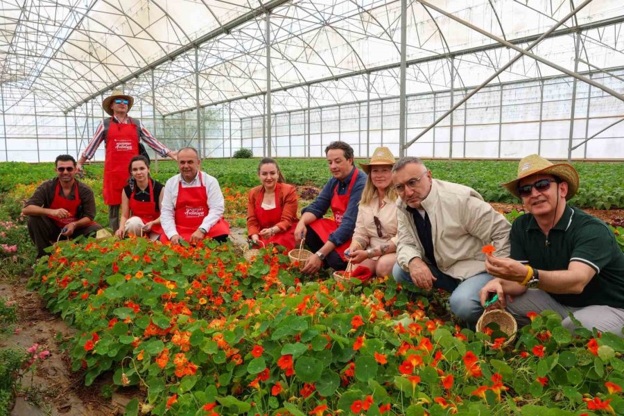 5. Uluslararası Antalya Foodfest Gastronomi Festivali Akdeniz Yeşillikleri Hasadıyla Başladı