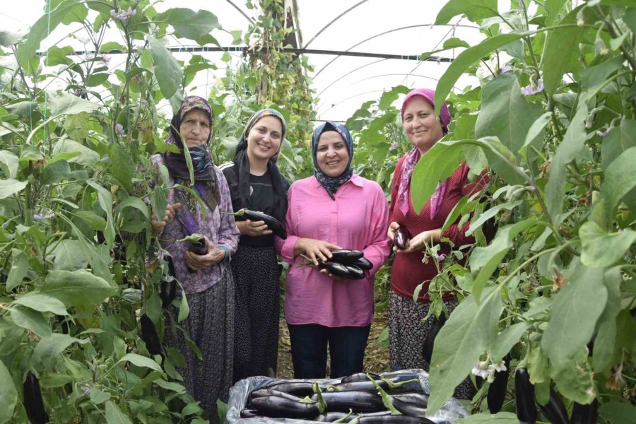 Üç Kuşak Kadın Serada: Nineden Toruna Hem Üretime Hem Aile Ekonomisine Katkı Sağlıyorlar