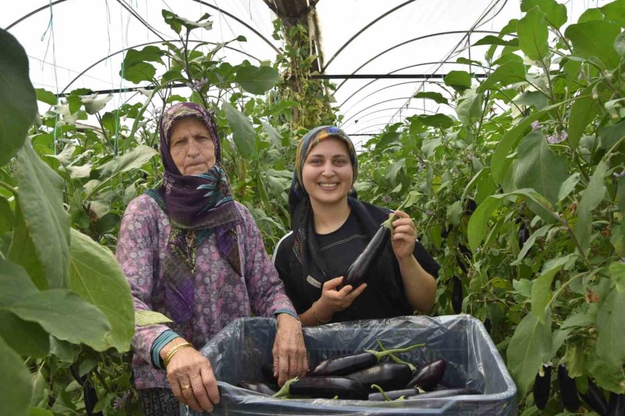 Üç Kuşak Kadın Serada: Nineden Toruna Hem Üretime Hem Aile Ekonomisine Katkı Sağlıyorlar