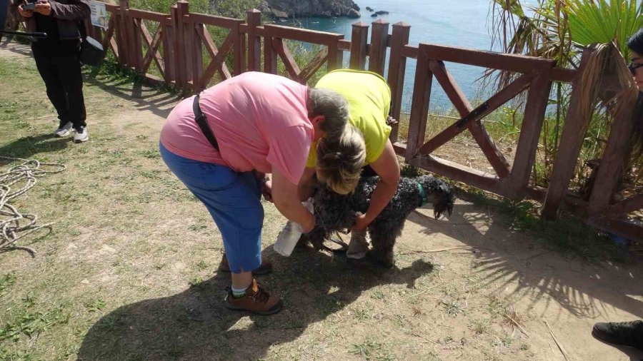Kedi Kovalarken Falezlerden Düşüp Mahsur Kalan Köpeğe Film Gibi Kurtarma Operasyonu