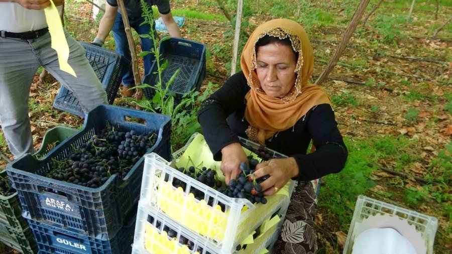 Bölgenin Siyah İncisi Üzümde Hasat Başladı