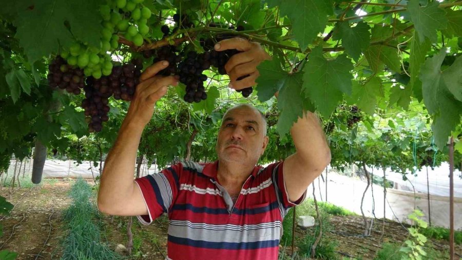Bölgenin Siyah İncisi Üzümde Hasat Başladı