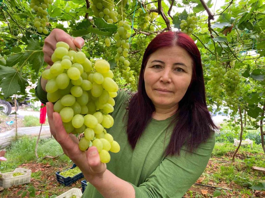 Bölgenin Siyah İncisi Üzümde Hasat Başladı