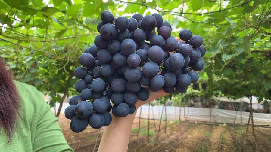 Bölgenin Siyah İncisi Üzümde Hasat Başladı