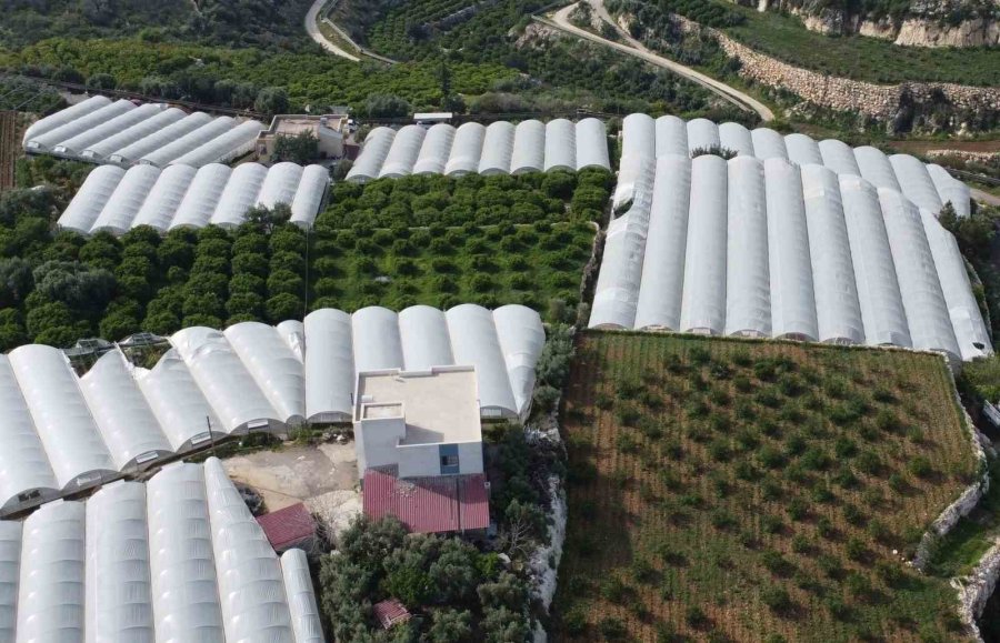 Bölgenin Siyah İncisi Üzümde Hasat Başladı