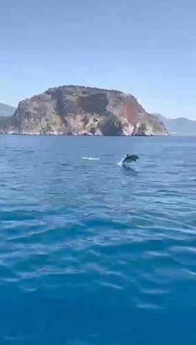 Alanya’da Yunusların Gösterisi Turistleri Hayran Bıraktı