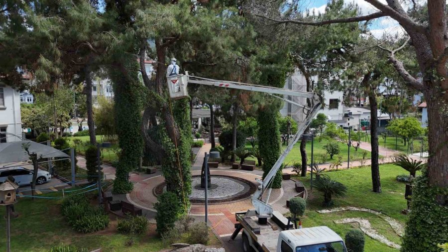 Alanya’da Akdeniz Çam Kabuk Böceğine Karşı Ortak Mücadele Başlatıldı