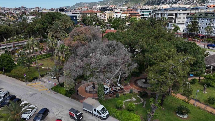 Alanya’da Akdeniz Çam Kabuk Böceğine Karşı Ortak Mücadele Başlatıldı