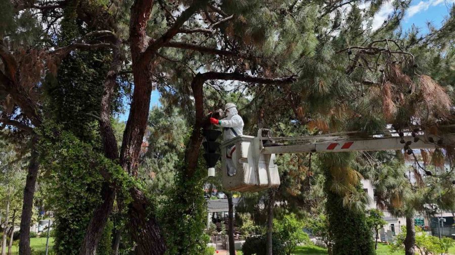 Alanya’da Akdeniz Çam Kabuk Böceğine Karşı Ortak Mücadele Başlatıldı