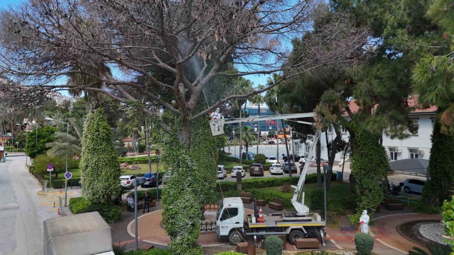 Alanya’da Akdeniz Çam Kabuk Böceğine Karşı Ortak Mücadele Başlatıldı
