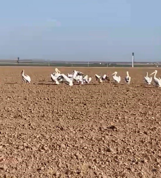 Pelikan Sürüsünü Tarlada Gören Çiftçilerin Tarifi İlgi Çekti