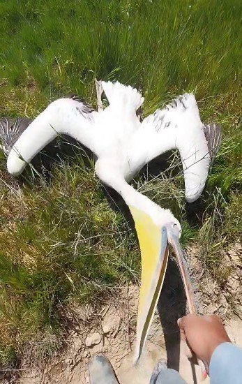 Pelikan Sürüsünü Tarlada Gören Çiftçilerin Tarifi İlgi Çekti