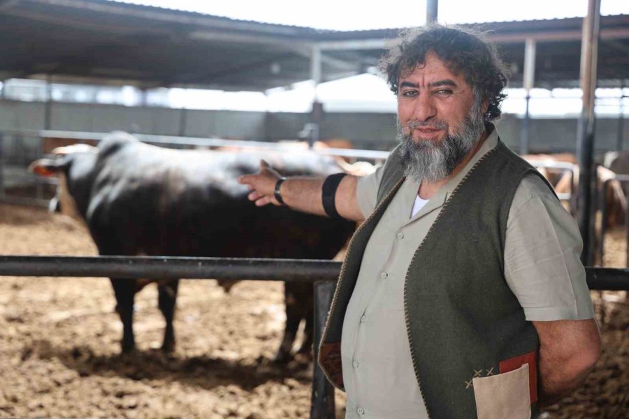 Özel Seçip Özenle Büyüttüğü Boğanın Ağırlığı 1 Tonun Üzerine Çıkınca 500 Bin Liraya Sattı