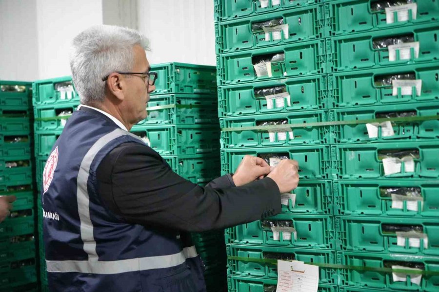 Antalya Halinde Bayram Denetimi: Faturalar Ve Künyeler Tek Tek İncelendi