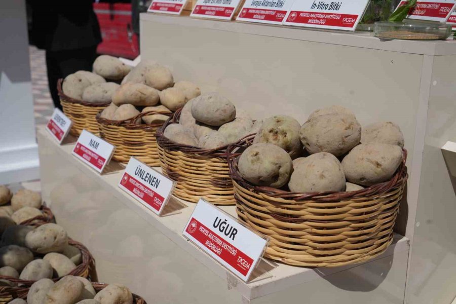 Niğde’de Yerli Ve Milli Tohum Hamlesi: 60 Ton Patates Tohumu Üreticilere Dağıtıldı