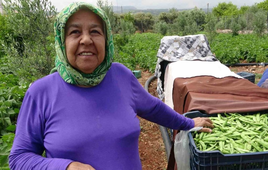 Turfanda ’sarıkız’ Hasadı Başladı: Kilosu 100 Tl’den Alıcı Buldu