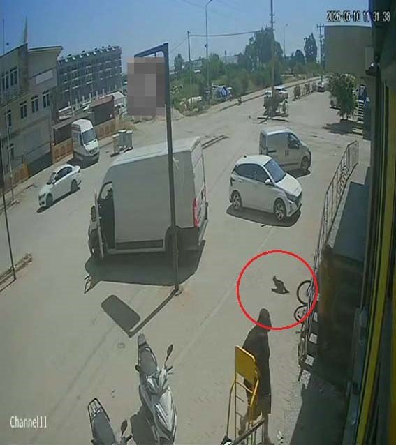 Antalya’da Yabancı Uyruklu Şahıs Kedinin Üzerine Bastı, Köpeği Tekmeledi