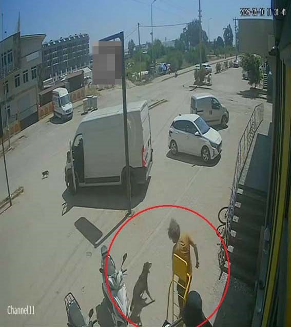 Antalya’da Yabancı Uyruklu Şahıs Kedinin Üzerine Bastı, Köpeği Tekmeledi