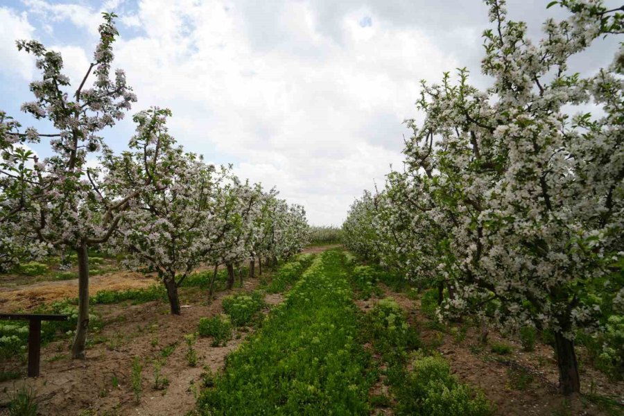 Tüccarların Depo Oyunu: Elmalar Depolandı, Ucuza Satılmak İstenmiyor