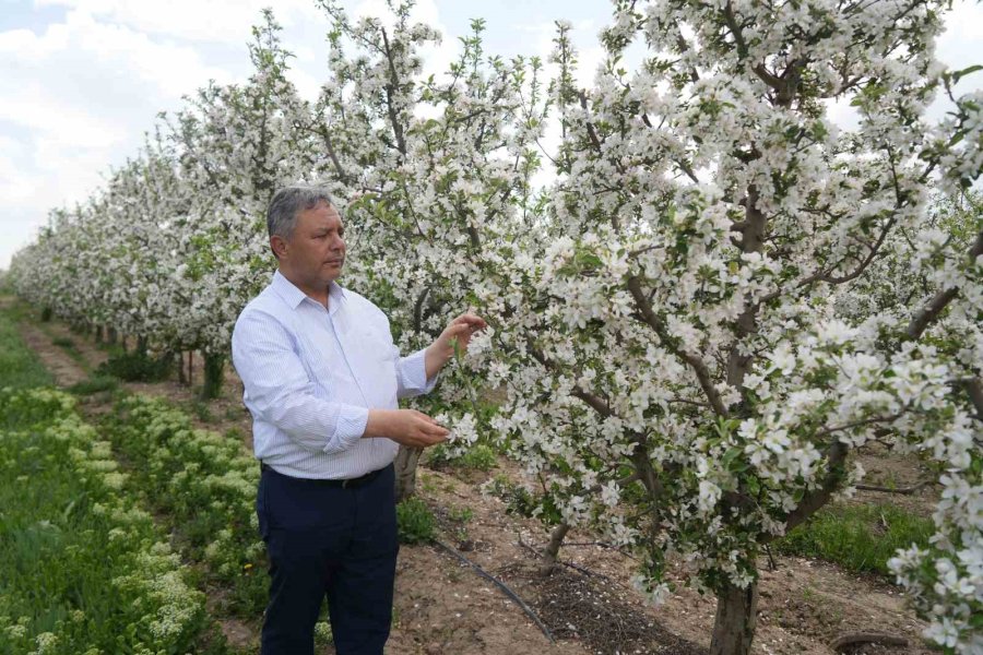Tüccarların Depo Oyunu: Elmalar Depolandı, Ucuza Satılmak İstenmiyor