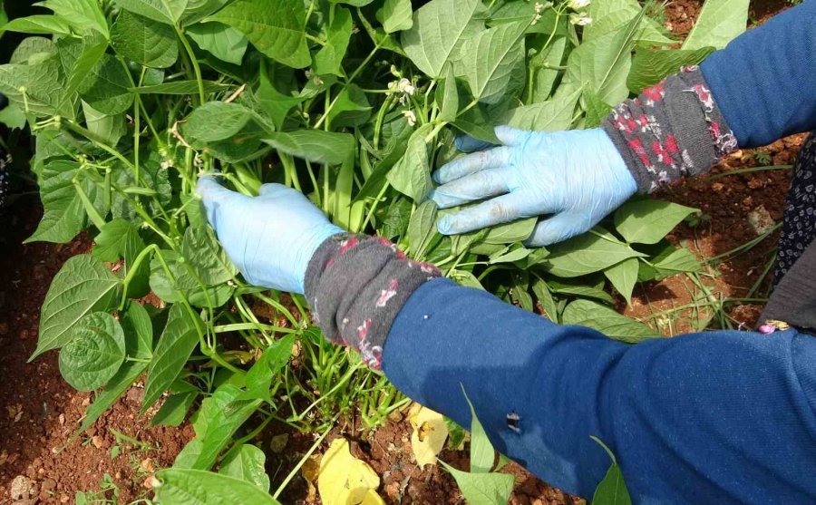 Turfanda ’sarıkız’ Hasadı Başladı: Kilosu 100 Tl’den Alıcı Buldu