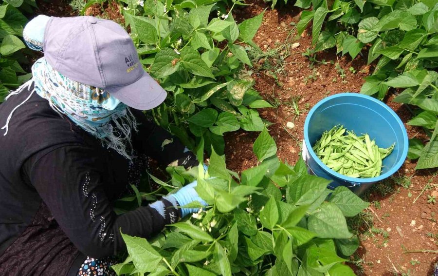 Turfanda ’sarıkız’ Hasadı Başladı: Kilosu 100 Tl’den Alıcı Buldu