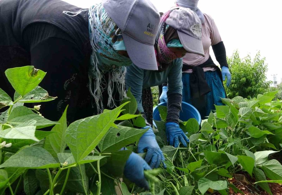 Turfanda ’sarıkız’ Hasadı Başladı: Kilosu 100 Tl’den Alıcı Buldu