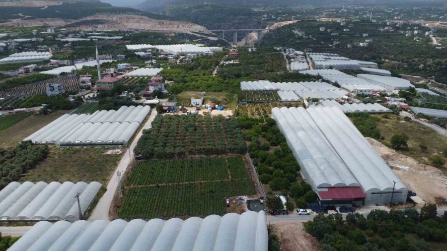 Turfanda ’sarıkız’ Hasadı Başladı: Kilosu 100 Tl’den Alıcı Buldu