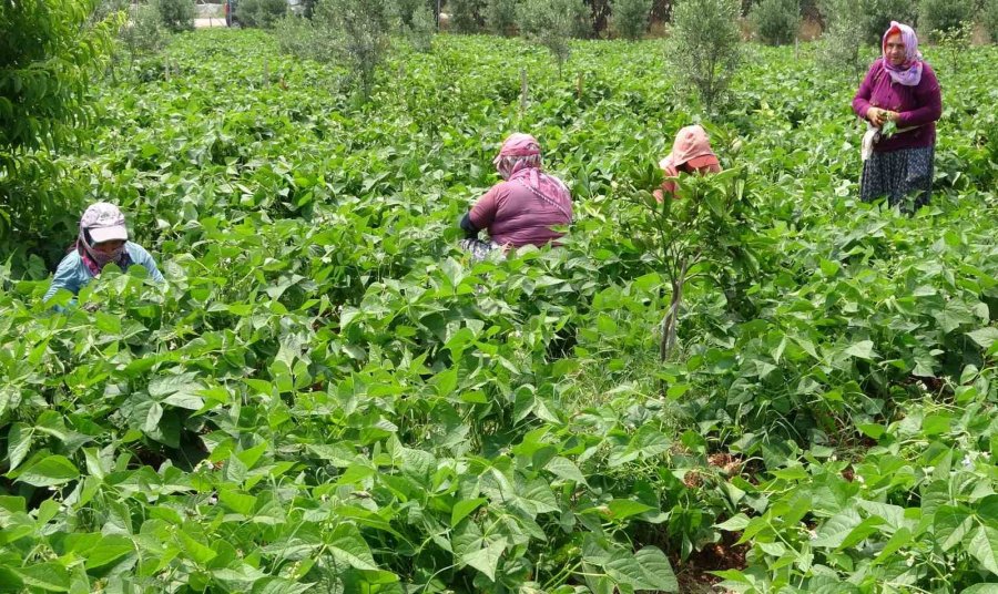 Turfanda ’sarıkız’ Hasadı Başladı: Kilosu 100 Tl’den Alıcı Buldu