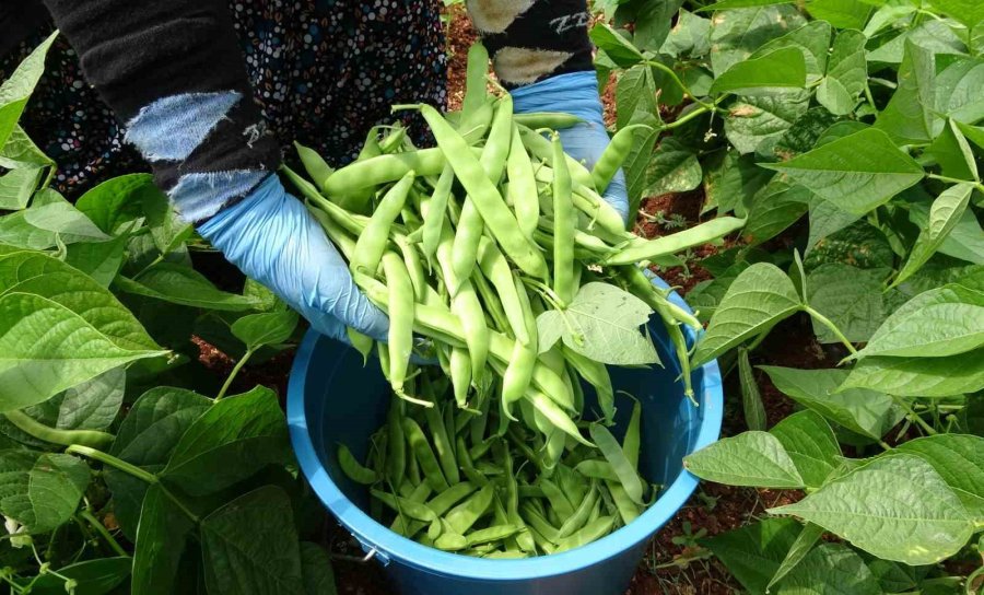 Turfanda ’sarıkız’ Hasadı Başladı: Kilosu 100 Tl’den Alıcı Buldu