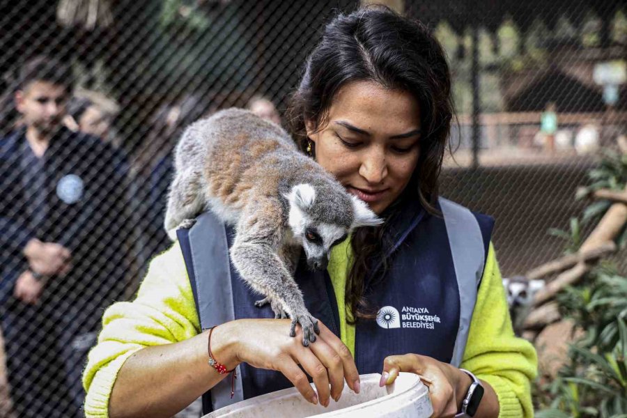 Antalya Doğal Yaşam Parkı’nda Yavru Lemur Sevinci