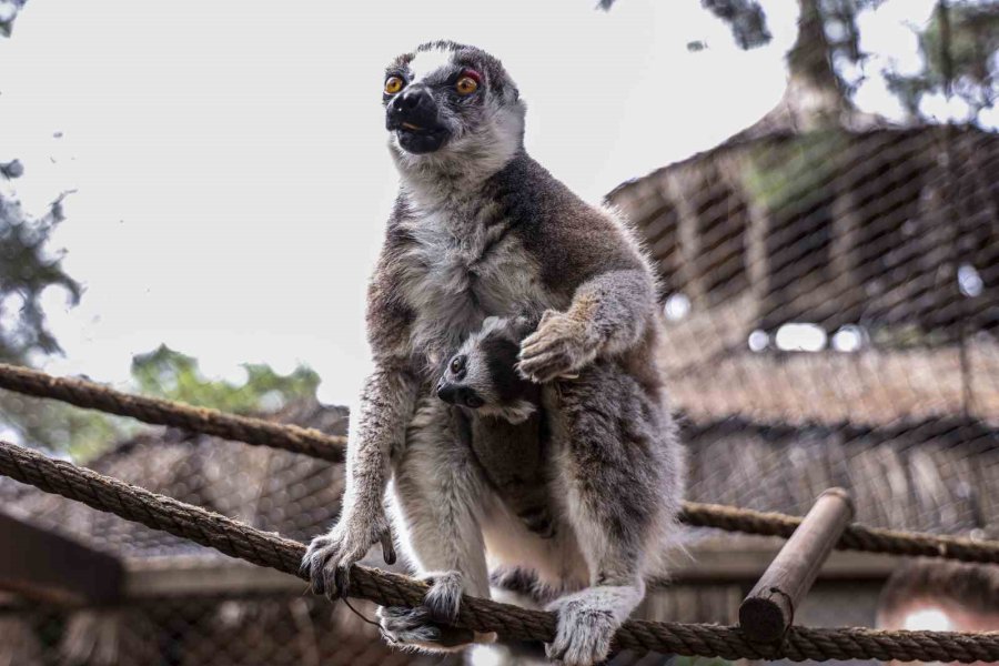 Antalya Doğal Yaşam Parkı’nda Yavru Lemur Sevinci