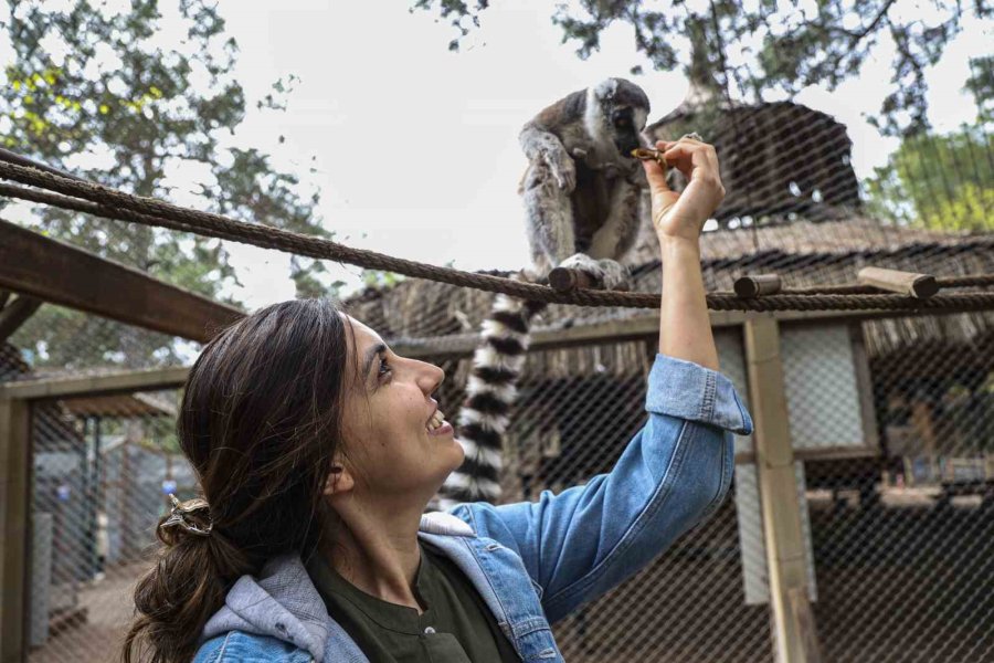 Antalya Doğal Yaşam Parkı’nda Yavru Lemur Sevinci
