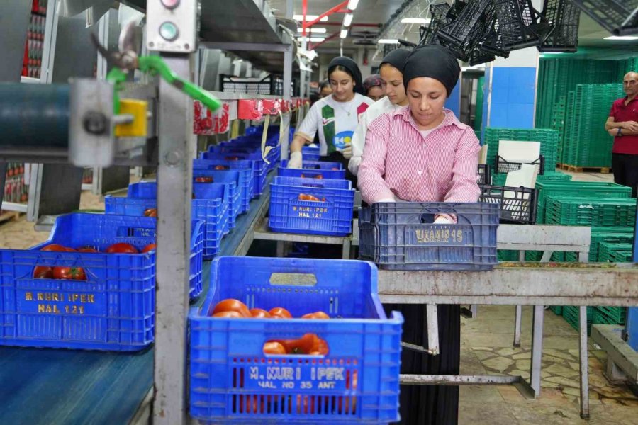 Domateste Üretim Planlaması Fiyat Dengesinin Anahtarı