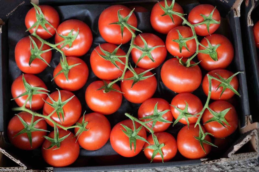 Domateste Üretim Planlaması Fiyat Dengesinin Anahtarı
