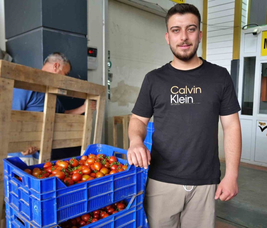 Domateste Üretim Planlaması Fiyat Dengesinin Anahtarı