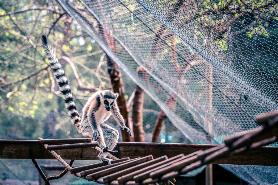 Antalya Doğal Yaşam Parkı’nda Yavru Lemur Sevinci