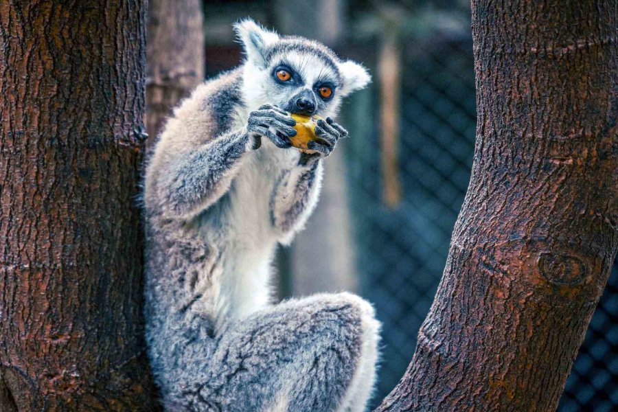 Antalya Doğal Yaşam Parkı’nda Yavru Lemur Sevinci