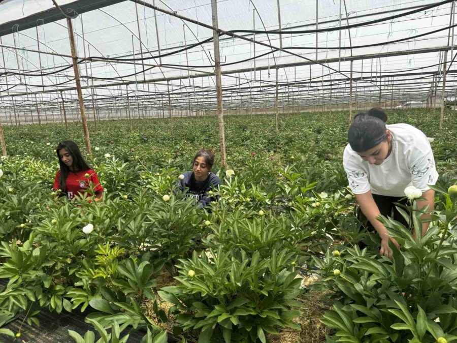 Tanesi Toptancıya 150 Tl’den Satılıyor, Türkiye’nin 81 İline Gönderiliyor