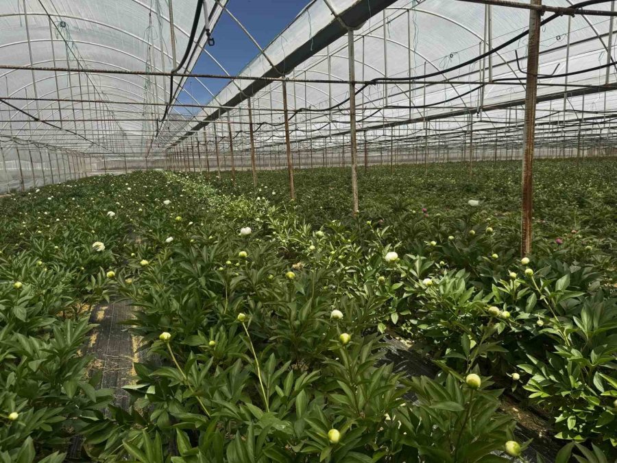 Tanesi Toptancıya 150 Tl’den Satılıyor, Türkiye’nin 81 İline Gönderiliyor