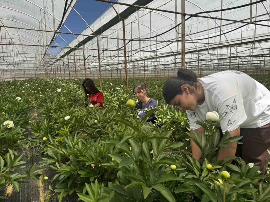 Tanesi Toptancıya 150 Tl’den Satılıyor, Türkiye’nin 81 İline Gönderiliyor