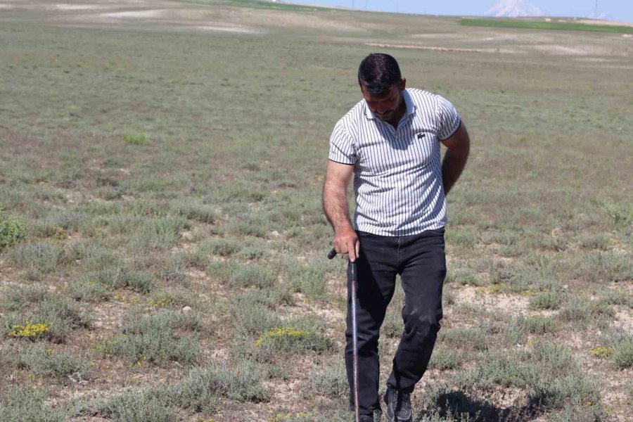 "dolaman Kurdu" Günde 60 Bin Liralık Mantar Buluyor