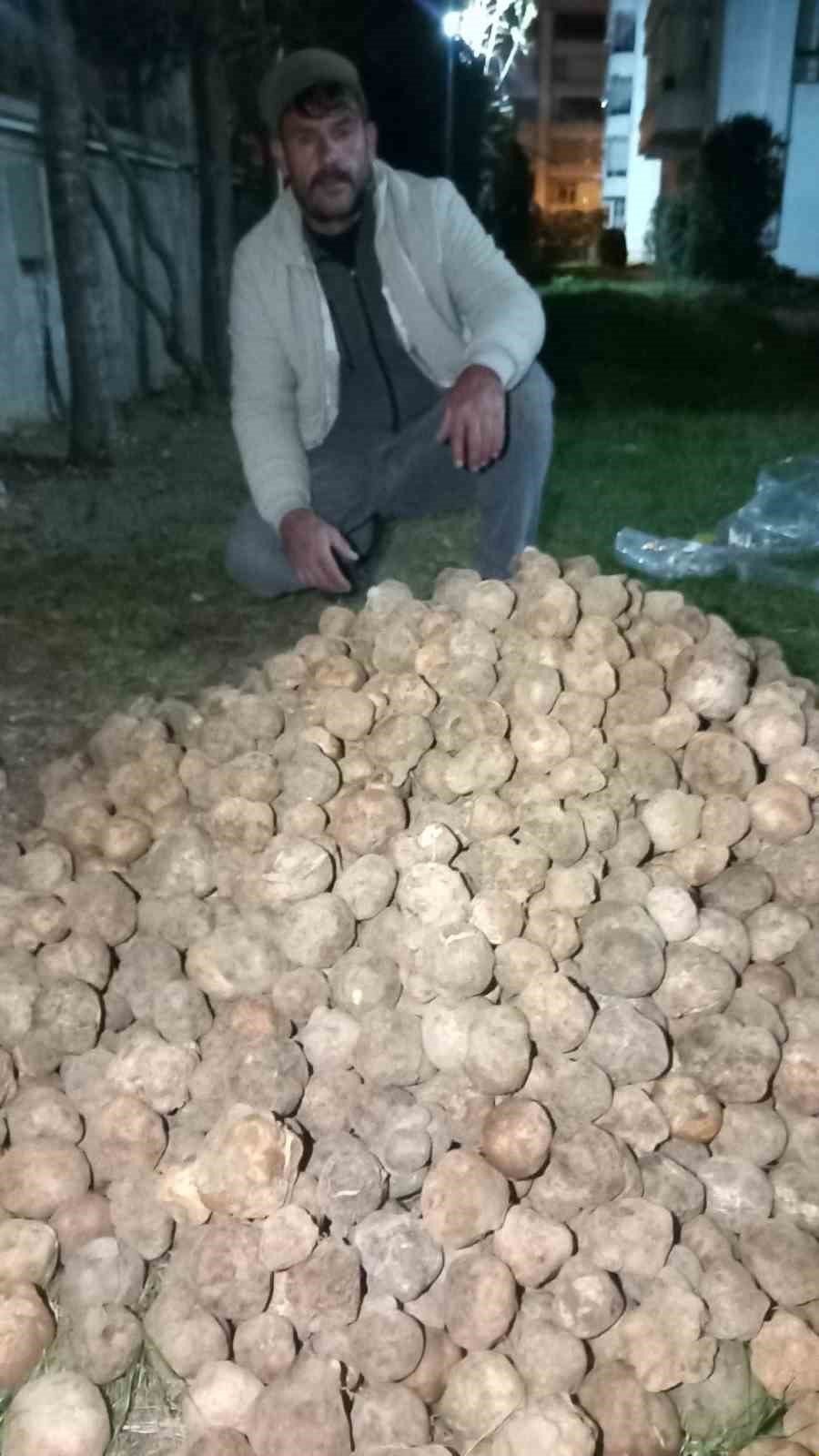 "dolaman Kurdu" Günde 60 Bin Liralık Mantar Buluyor