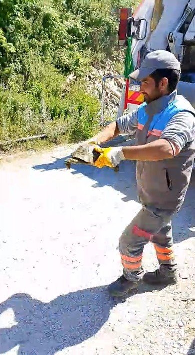 Belediye Çalışanlarından Örnek Davranış: Çöp Konteynerinde Ölüme Terk Edilen Kaplumbağayı Kurtardılar