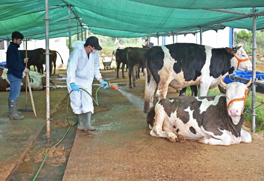 Büyükşehir’den Kurban Satış Alanlarında İlaçlama