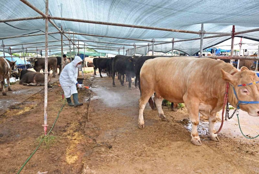 Büyükşehir’den Kurban Satış Alanlarında İlaçlama