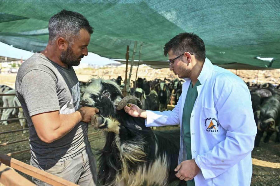 Muratpaşa’da Kurban Bayramı Hazırlıkları Tamamlandı