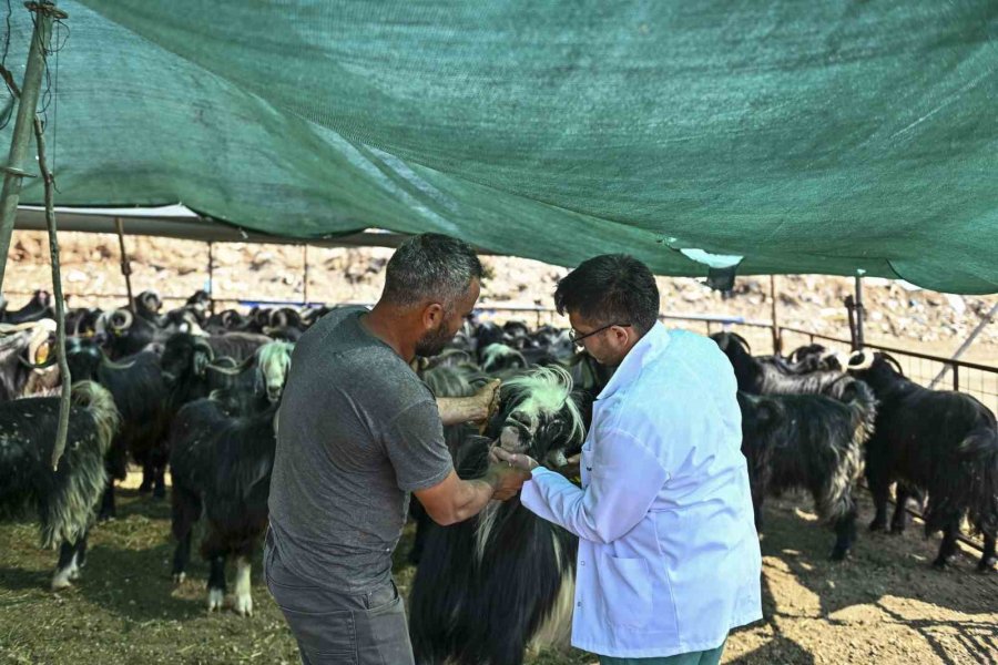 Muratpaşa’da Kurban Bayramı Hazırlıkları Tamamlandı
