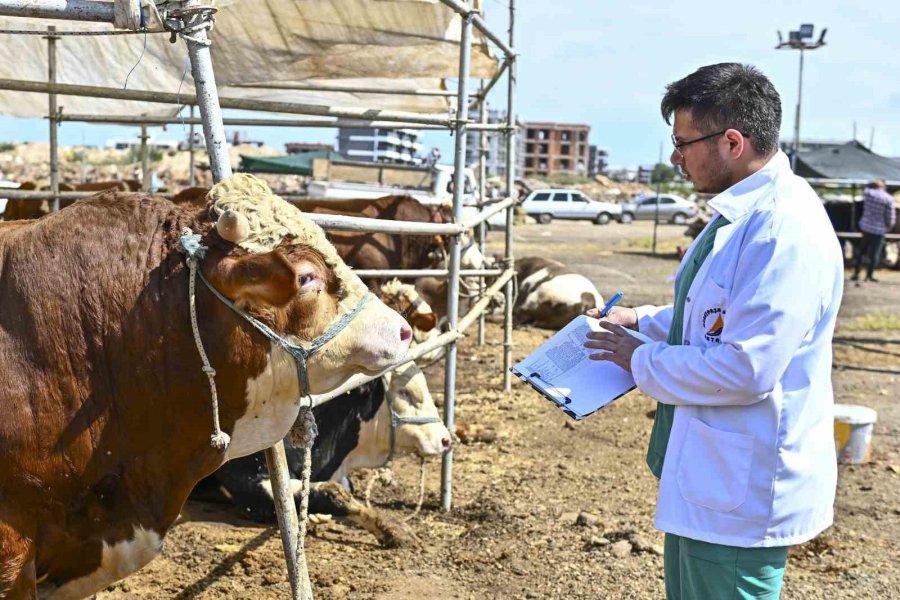 Muratpaşa’da Kurban Bayramı Hazırlıkları Tamamlandı