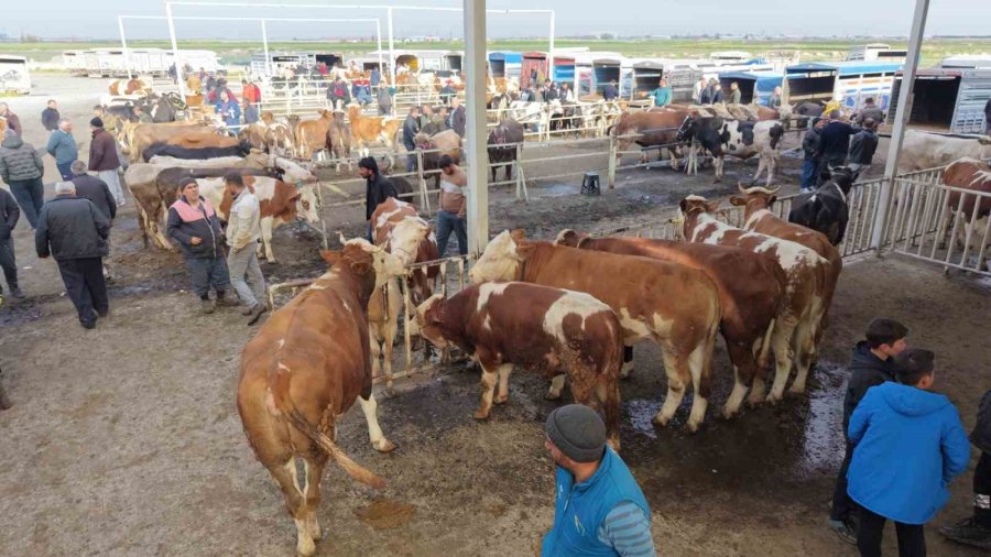 Aksaray’da Hayvan Pazarında Kurban Hareketliliği Yaşanıyor